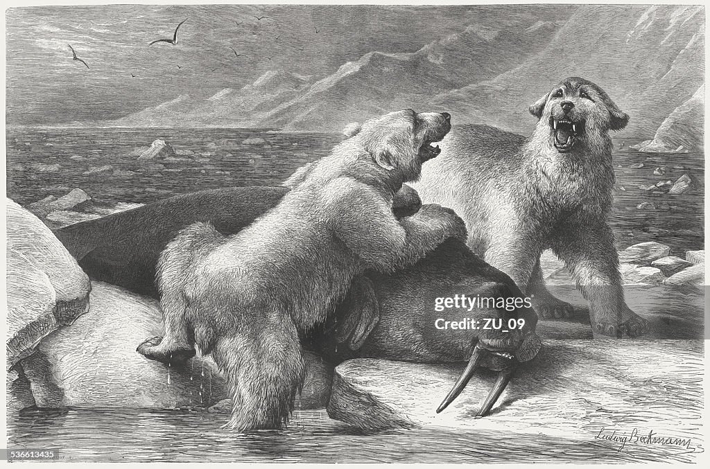 Polar bears with walrus, wood engraving, published in 1883, 1883