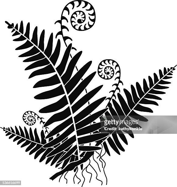 vector fern with new growth curls in black and white - pteropsida stock illustrations
