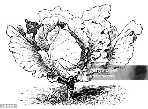 cabbage - cabbage isolated stock illustrations