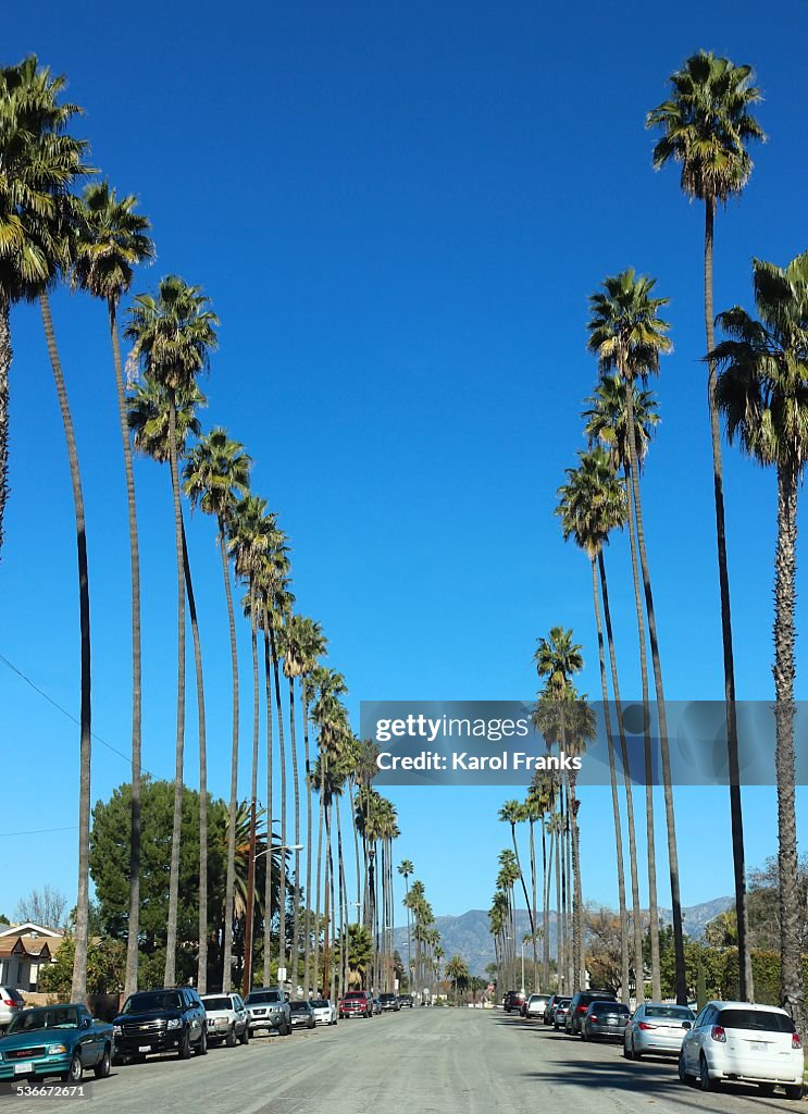 Palm tree lined street in California