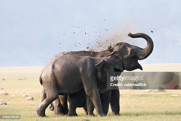 wild elephant, india. - asian elephant stock pictures, royalty-free photos & images