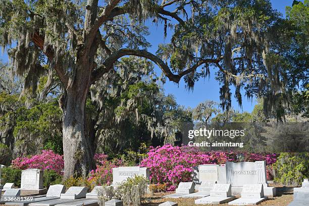 bonaventure cemetery in savannah of georgia - bonaventure cemetery stock pictures, royalty-free photos & images