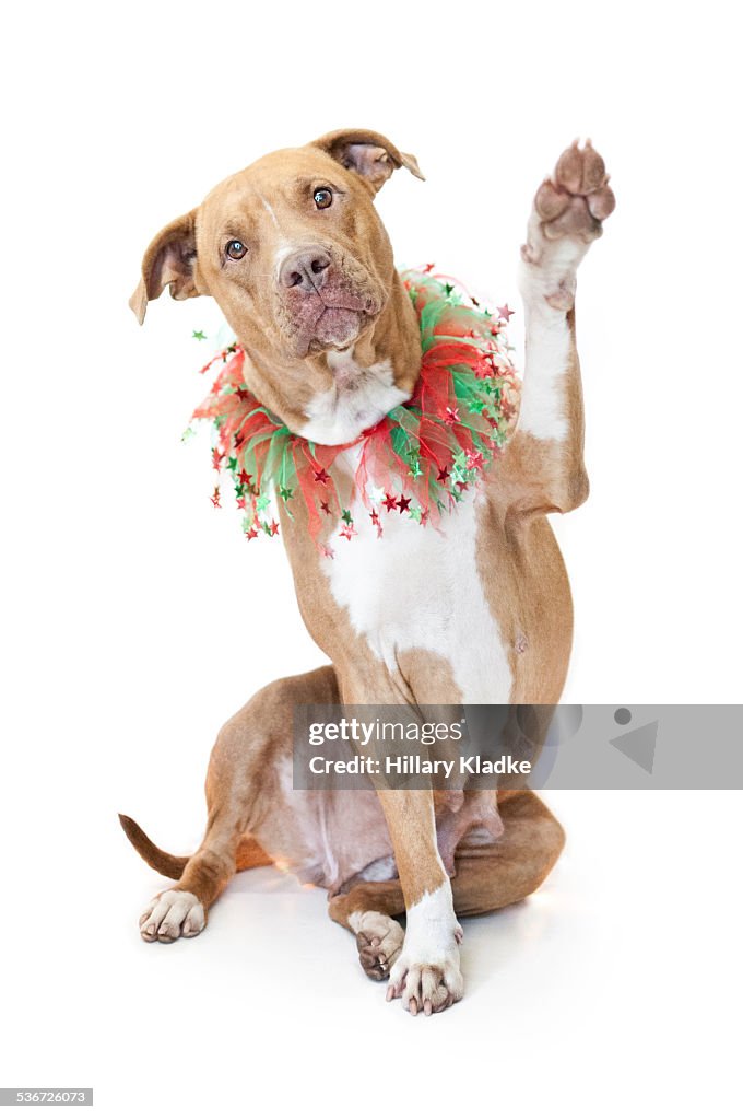 Dog waving paw