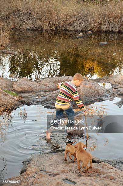 ginger hair boy playing in a creek with puppies - ginger lynn - fotografias e filmes do acervo