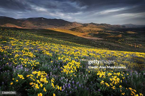 methow valley wildflowers, washington - methow valley stock pictures, royalty-free photos & images