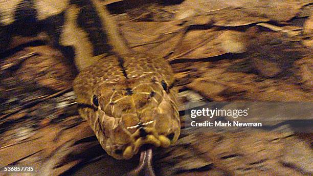 reticulated python - netzpython stock-fotos und bilder