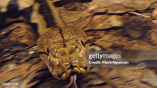 Reticulated Python Reticulated Python