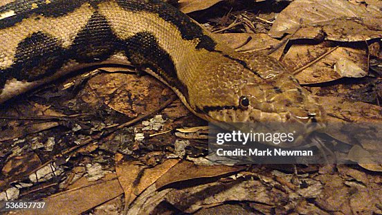 Reticulated Python Reticulated Python
