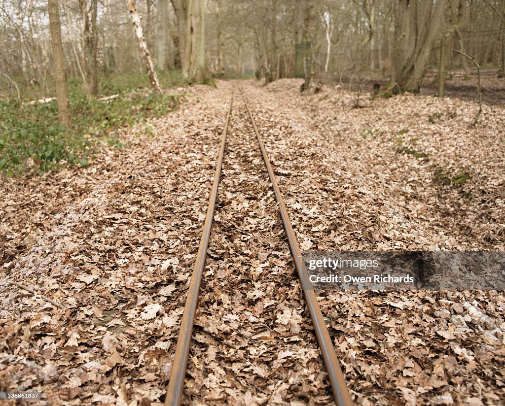 Train tracks running through forest floor