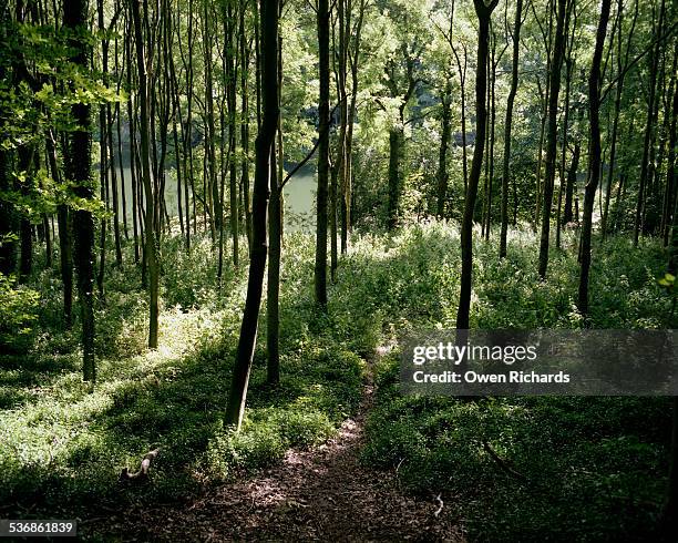 leafy dust track through forest - stroud gloucestershire stock pictures, royalty-free photos & images