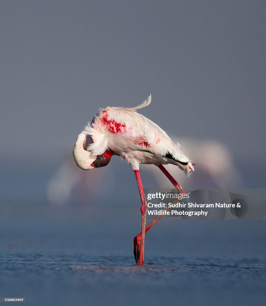 Lesser Flamingo - Little Rann of Kutch