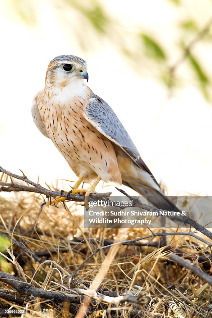 Merlin - Little Rann of Kutch