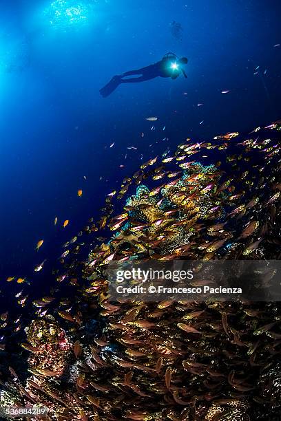 school of glassfishes - nuweiba stock pictures, royalty-free photos & images