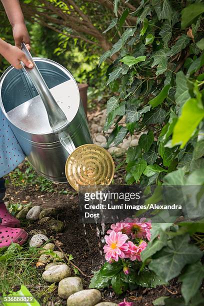 girl gardening, watering flowers in flower bed - alexandra dost stock-fotos und bilder