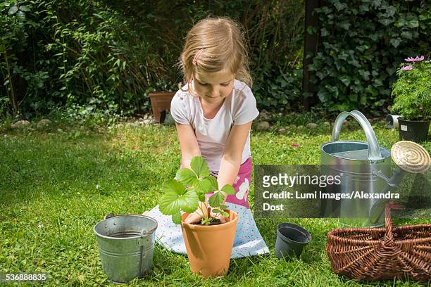 little girl gardening, potting a plant - alexandra dost stock-fotos und bilder