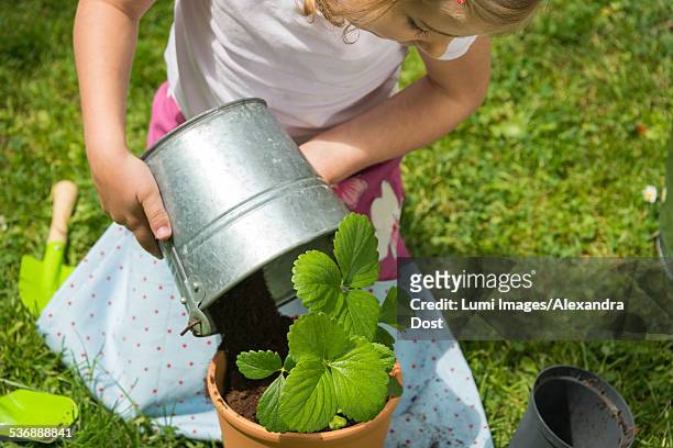 little girl gardening, potting plants with care - alexandra dost stock-fotos und bilder