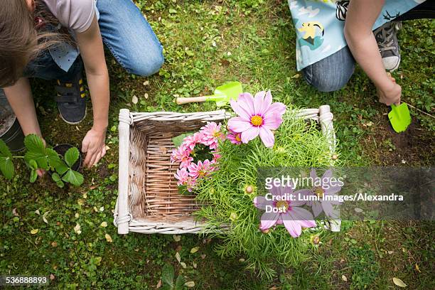 two girls with flowers in a basket planting together - alexandra dost stock-fotos und bilder