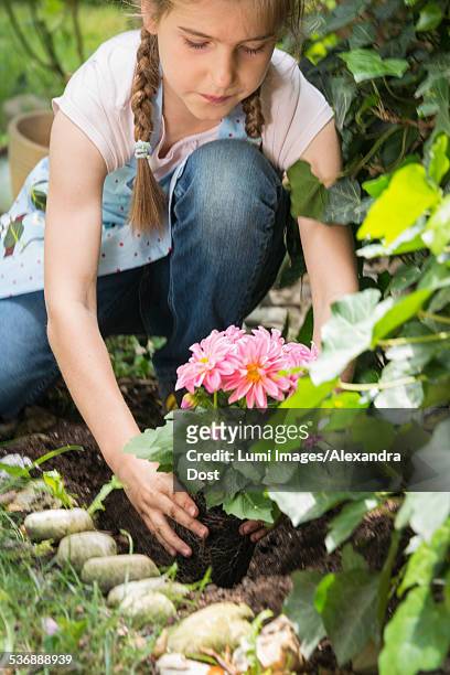 girl gardening, planting flowers with care - alexandra dost stock-fotos und bilder