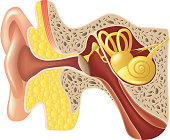 Ear anatomy isolated on white vector
