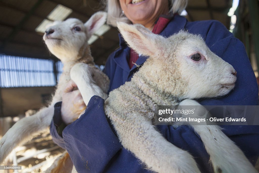 Woman holding two lambs in her arms. New spring lambs in the lambing shed.