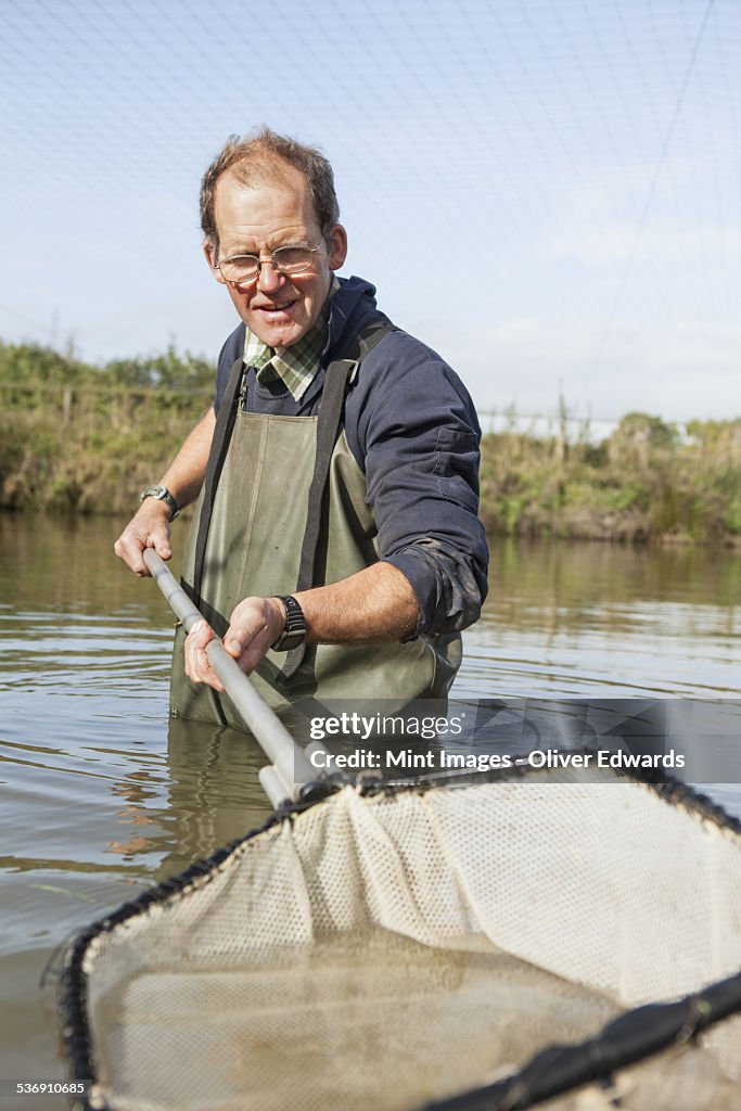 A man fishing carp, standing up to his waist in water with a large net.