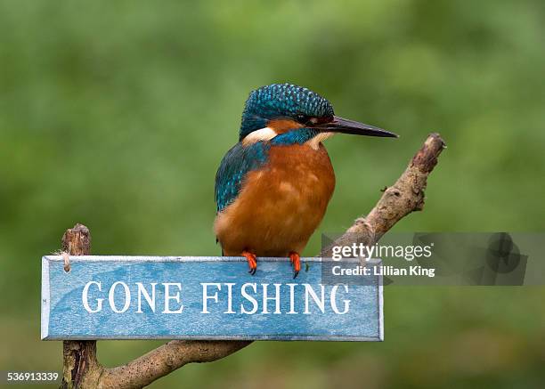 gone fishing - gone fishing sign stockfoto's en -beelden