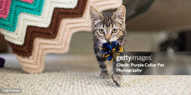 kitten carrying toy in mouth - cat with collar stockfoto's en -beelden