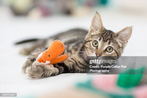 kitten playing with stuffed toy - cat toy stock pictures, royalty-free photos & images