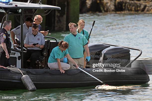 Coast Guard, Boston Police and members from the New England Aquarium viewed a dead basking shark that was found floating around Black Falcon Terminal...