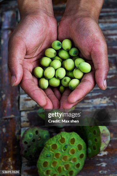 lotus seeds in hands - padma stock pictures, royalty-free photos & images