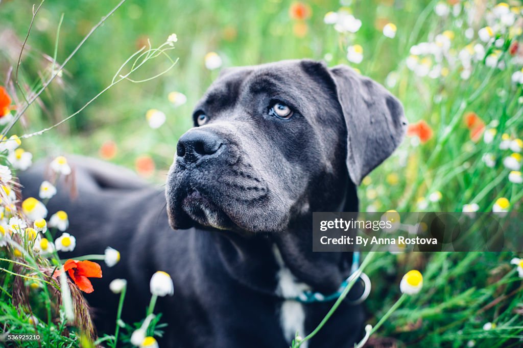 Cane corso dog in summer meadow looking away from camera