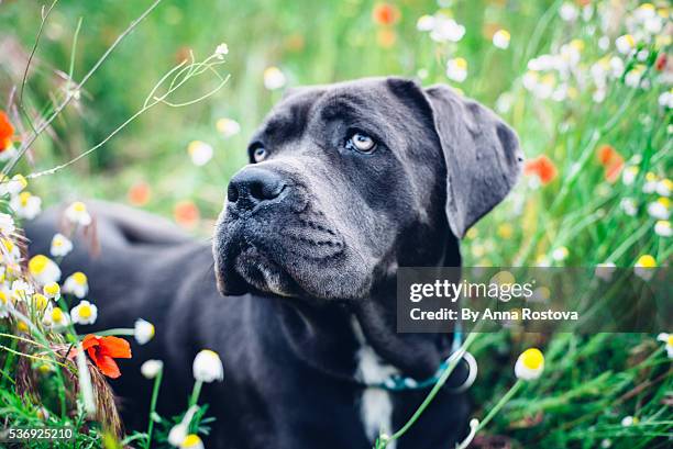 cane corso dog in summer meadow looking away from camera - cane corso stock pictures, royalty-free photos & images