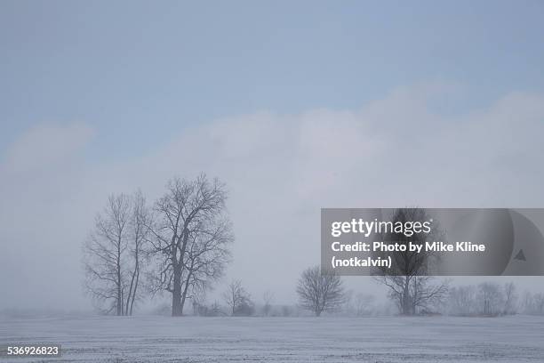 snowy field with trees - correction fluid stock pictures, royalty-free photos & images