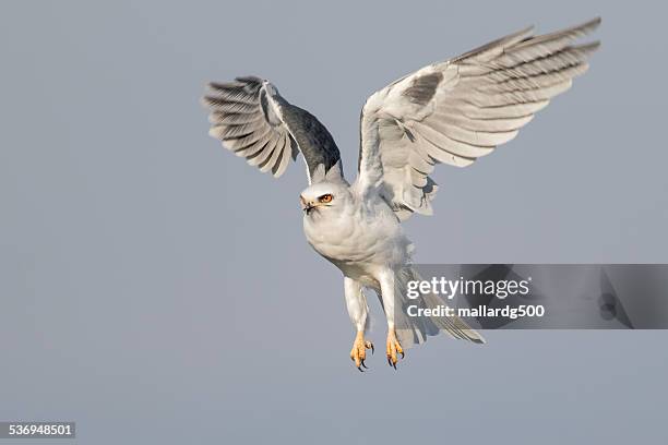 white-tailed kite - white tailed kite stock pictures, royalty-free photos & images