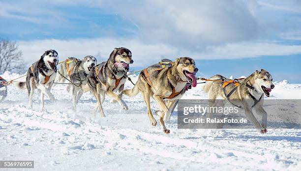 gruppe von hecheln sibirischer husky schlitten hunde laufen im schnee - huskies stock-fotos und bilder