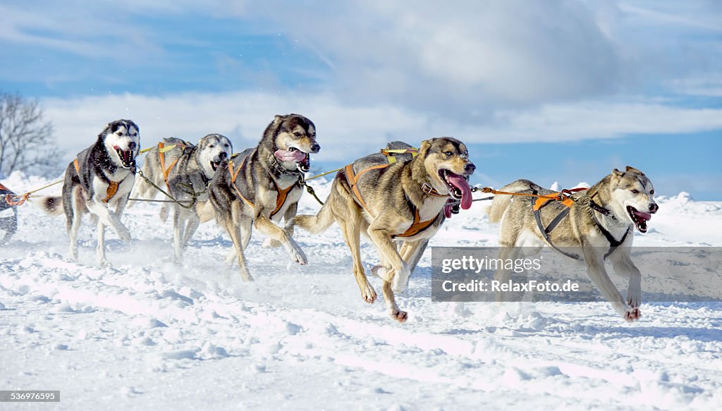Group of panting Siberian husky sled dogs running in snow