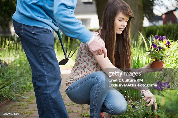 young woman and grandfather planting pansy in back  garden - viola del pensiero foto e immagini stock