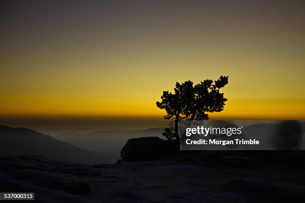 sunset over yosemite national park, california, usa - pinus jeffreyi stock pictures, royalty-free photos & images