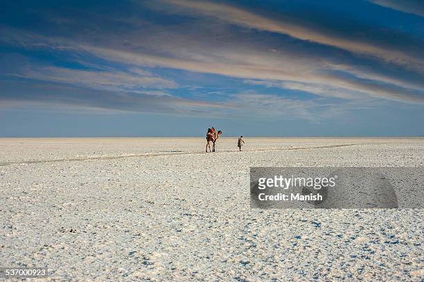 india, gujarat, camel and man are walking in white desert of kutch - gujarat stockfoto's en -beelden