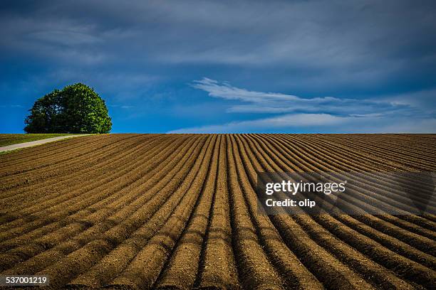 germany, obereisesheim, neckarsulm, tree on plowed field - campo arato foto e immagini stock