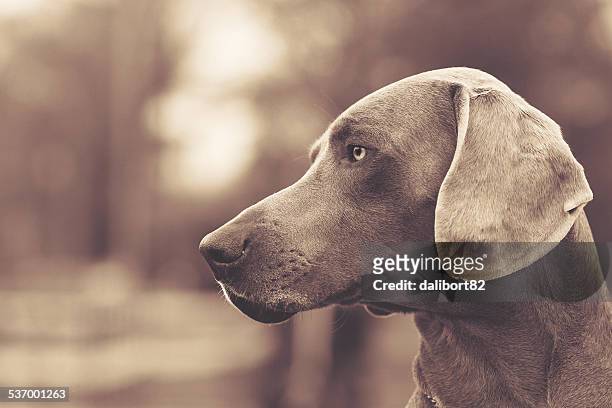portrait of dog - weimaraner stock-fotos und bilder