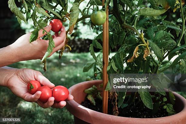 close-up of woman picking tomatoes - topfpflanze stock-fotos und bilder