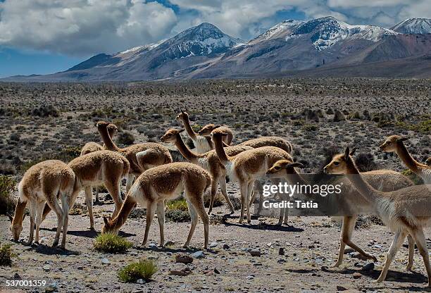 peru, arequipa, colca canyon, mountain landscape with wild vicunas - vikunja stock-fotos und bilder