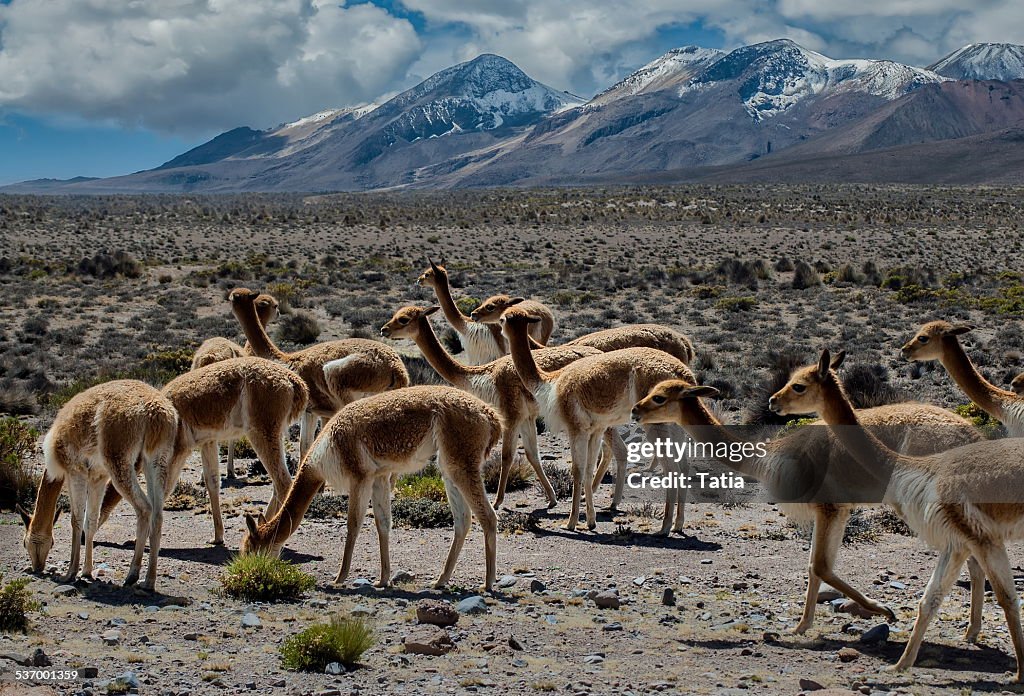 Peru, Arequipa, Colca Canyon, Mountain landscape with wild vicunas