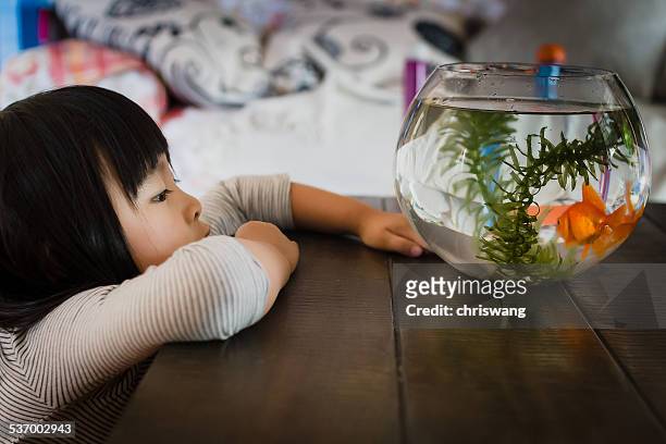 girl looking at fishbowl - home aquarium stock pictures, royalty-free photos & images