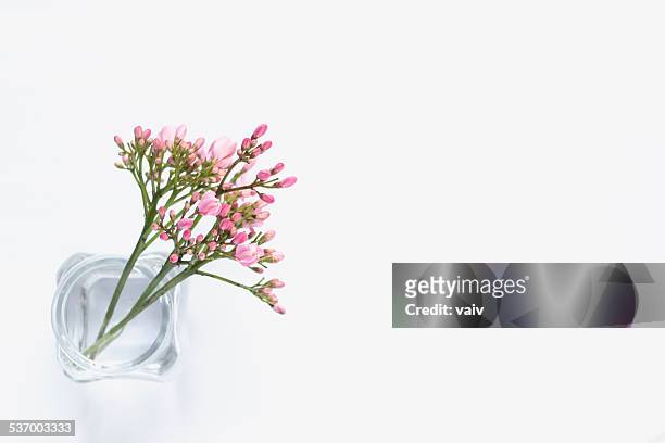 pink flowers in glass vase - bud vase stock pictures, royalty-free photos & images