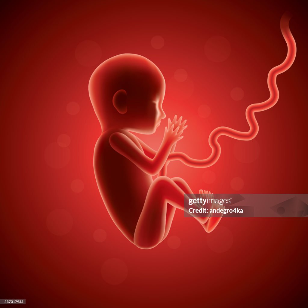 Womb Vector Fetus In Womb Vector High-Res Vector Graphic - Getty Images