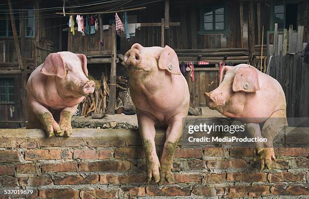 three pigs having a chat in a remote chinese village - three animals stock pictures, royalty-free photos & images