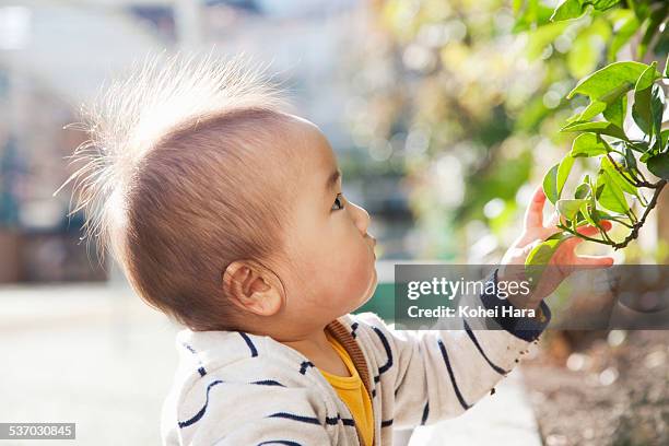 baby in the garden - bush baby bildbanksfoton och bilder