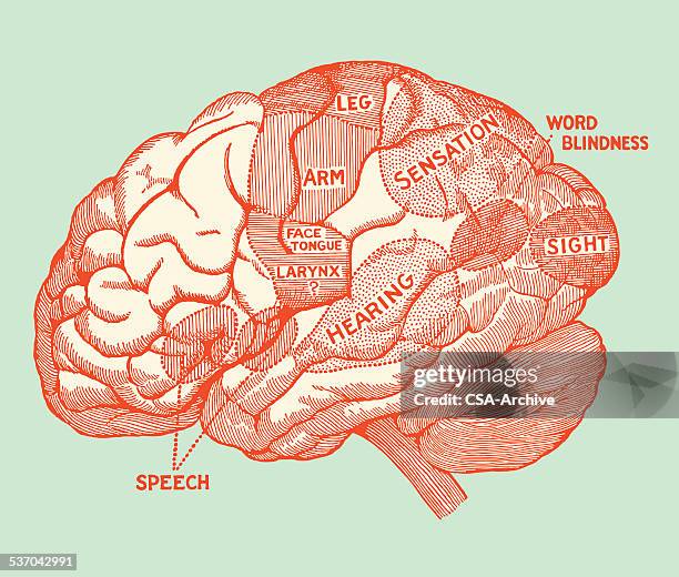 human brain diagram - human brain diagram stock illustrations